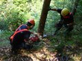 Baumfällung am Hang